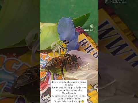 Abeja comiendo miel.Los Molles.San Luis🇦🇷