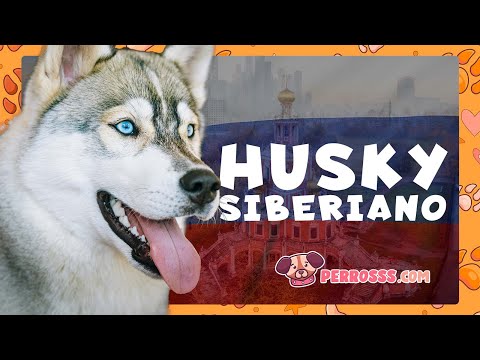 Husky Siberiano