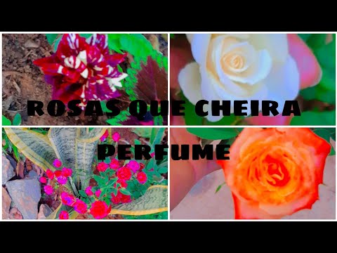 rosas perfumadas perfume o quintal todo #rosas perfumadas