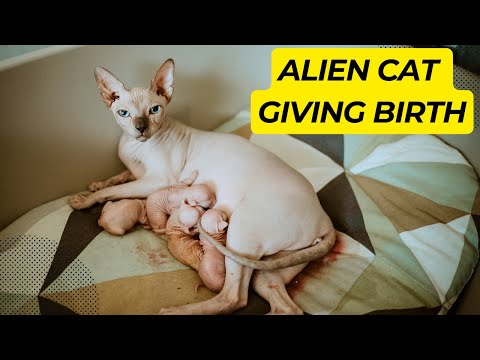 Cat Giving Birth to 5 Gorgeous Sphynx Kittens
