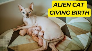Cat Giving Birth to 5 Gorgeous Sphynx Kittens