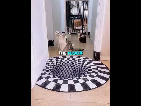 Cats Fell For It 🐱😱