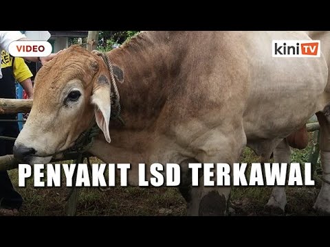 , title : 'Penyakit LSD pada lembu di Selangor masih terkawal - Exco'