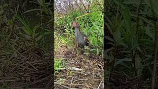 Download lagu mikat burung sintar ladang galak#shorts mp3 Download lagu mikat burung sintar ladang galak#shorts mp3