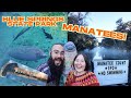 We Saw 600 Manatees At Blue Spring State Park