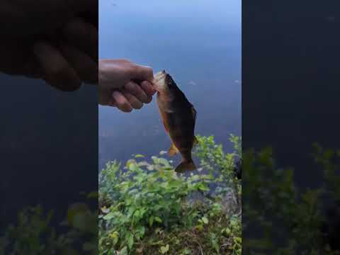 fish crazy catches and release with calm beat!