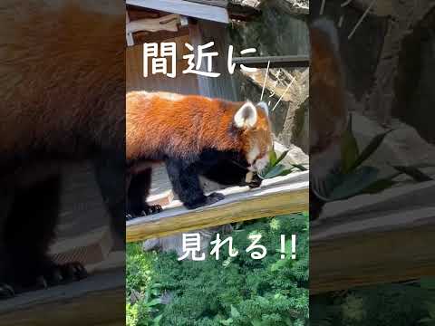 比較文化学科 野毛山動物園【横浜市中区魅力発信動画！】