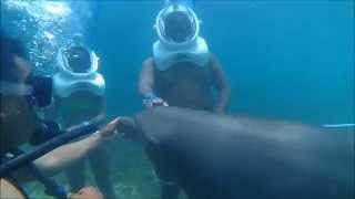 preview picture of video 'Carnival Breeze - Dolphin Cove - Ocho Rios 2014'