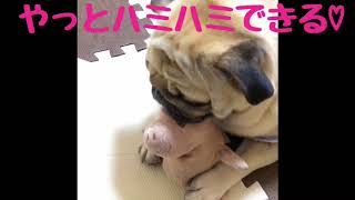 【パグ】はむぞう日記#11【ぶた二郎と遊ぼう】
