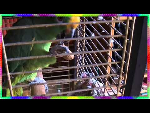 Fámilia Stöger Edling Familie