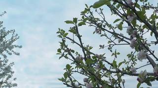 Streams - Johannes Bornlof 432Hz