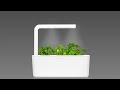 Click and Grow Smart Garden 3 vnt. papildymas - petražolių sėklos