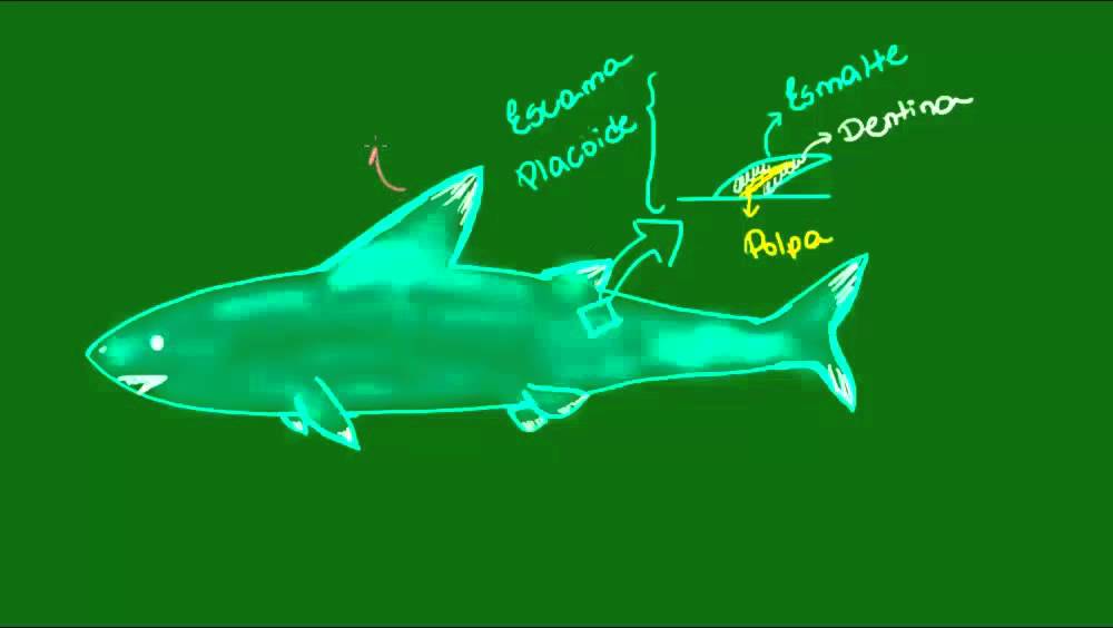 Características gerais dos Condrictes - Vertebrados - Zoologia