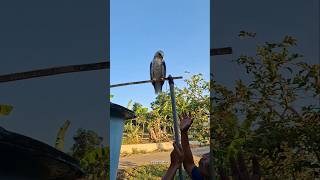 Download lagu pikat burung langka🦅 #shortvideo mp3 Download lagu pikat burung langka🦅 #shortvideo mp3