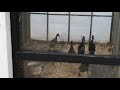 Duck Hiccups