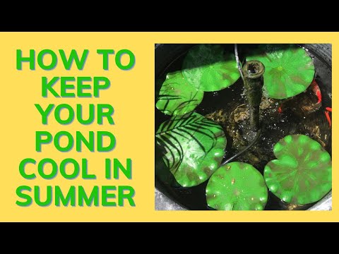 How To Keep Your Pond Cool in Summer