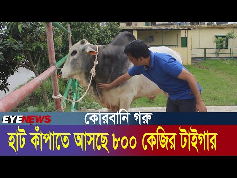 কোরবানির হাট কাঁপাতে আসছে ৮০০ কেজির টাইগার | Eid Al Adha 2022 | Cow Market | Moulvibazar || Eye News