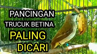 Download lagu PANCINGAN suara burung trucuk betina memanggil jantan Agar Trucukan gacor mp3