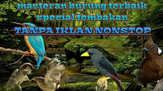 Download lagu masteran burung ampuh spesial besetan dan tembakan TANPA IKLAN NONSTOP 1 JAM mp3 Download lagu masteran burung ampuh spesial besetan dan tembakan TANPA IKLAN NONSTOP 1 JAM mp3