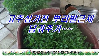 고추심기 전에 뿌리발근제 침지해주