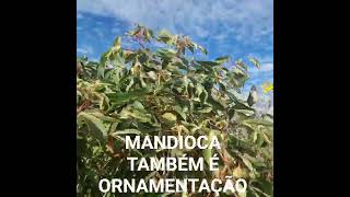 MANDIOCA VARIEGATA