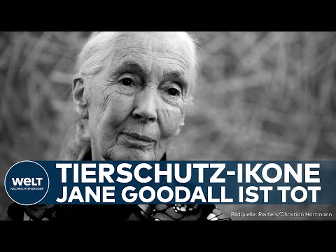 JANE GOODALL: Weltberühmte Schimpansenforscherin im Alter von 91 Jahren gestorben