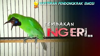 Download lagu 🔴TEMBAKAN NGERI‼️MASTERAN CUCAK IJO GACOR NGENTROK PENDONGKRAK EMOSI mp3