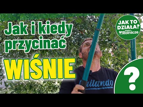 How and when to prune cherry trees?