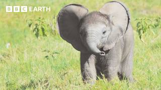 10 רגעי כדור הארץ המובילים של BBC לשנת 2025 | BBC Earth