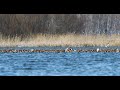 Red Crested Pochards In The Danube Delta During Winter