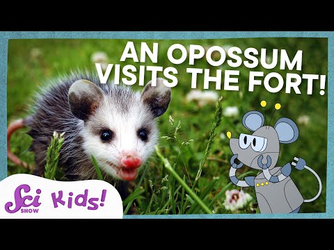 Meet the Marsupials!  | SciShow Kids