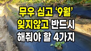 김장무 심고 9월 잊지 않고 반드시 해줘야 할 4가지