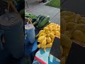 sunflowers and bumblebees