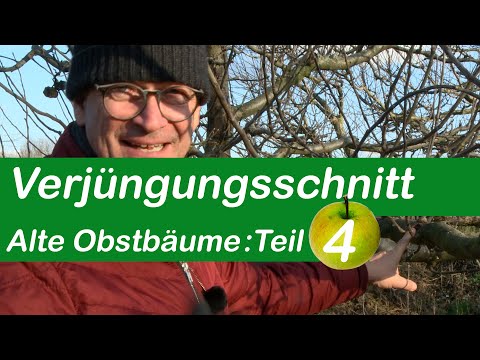 Rejuvenation pruning | Pruning old fruit trees | Part 4 | Removing water shoots