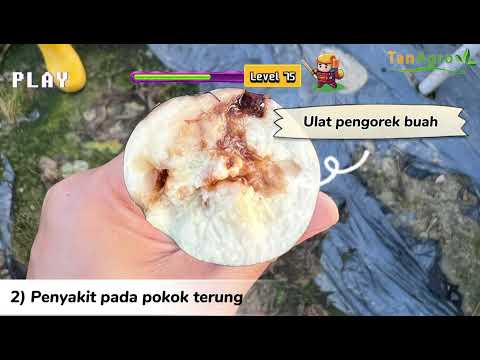 𝙋𝘼𝙍𝙏 4: 𝘽𝙖𝙜𝙖𝙞𝙢𝙖𝙣𝙖 𝙣𝙖𝙠 𝙩𝙖𝙣𝙖𝙢 𝙩𝙚𝙧𝙪𝙣𝙜 𝙙𝙖𝙣 𝙢𝙚𝙢𝙥𝙚𝙧𝙤𝙡𝙚𝙝 𝙝𝙖𝙨𝙞𝙡 𝙮𝙖𝙣𝙜 𝙗𝙖𝙞𝙠 ?