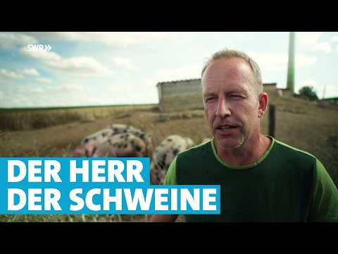 Schweine im Weinberg: Bio-Schweinothek stellt delikates Fleisch her