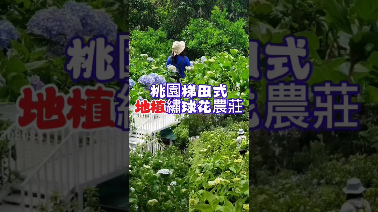 #祿客農莊 #桃園賞花景點 #北橫景點 #北橫繡球花 #桃園繡球花 #小紫吃喝玩樂 #採果樂 #花現台七 #繡球金針農遊趣 #taoyuantravel #taiwanview #flowers