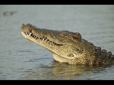 RENEKTON vs FIORA - Patch 7.5 - Counter fiora