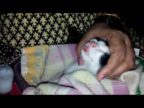 Applying Vaseline on My Kittens Rough Lips / Injury