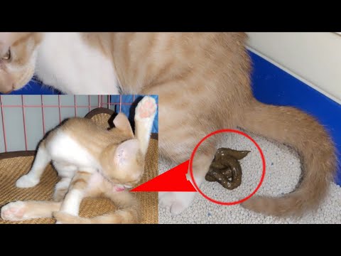 Wow!Kitty licks his asshole after poop immediately.That's why cat don't need toilet paper!