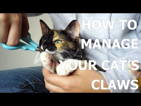 [How To] How to manage your cat's claws!