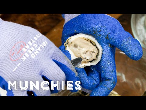 Oysters And Clams - Everything You Need To Know
