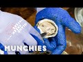 Oysters And Clams - Everything You Need To Know