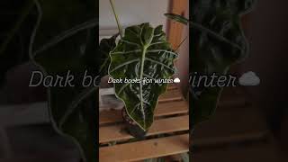 Some dark books for dark winter days ☁️ #booktok #darkacademia #booktube #bookishcommunity #books