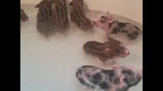 animale purcelusii la baita