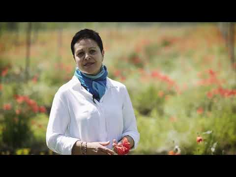 La pazienza dei pioppicoltori - Il Post