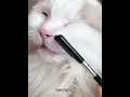 Pet Facial Cleaning Comb Removes Tear Stains Eye-poop Comb Dog Hair