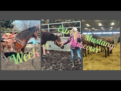 First Week With A Wild Mustang//2020 Extreme Mustang Makeover