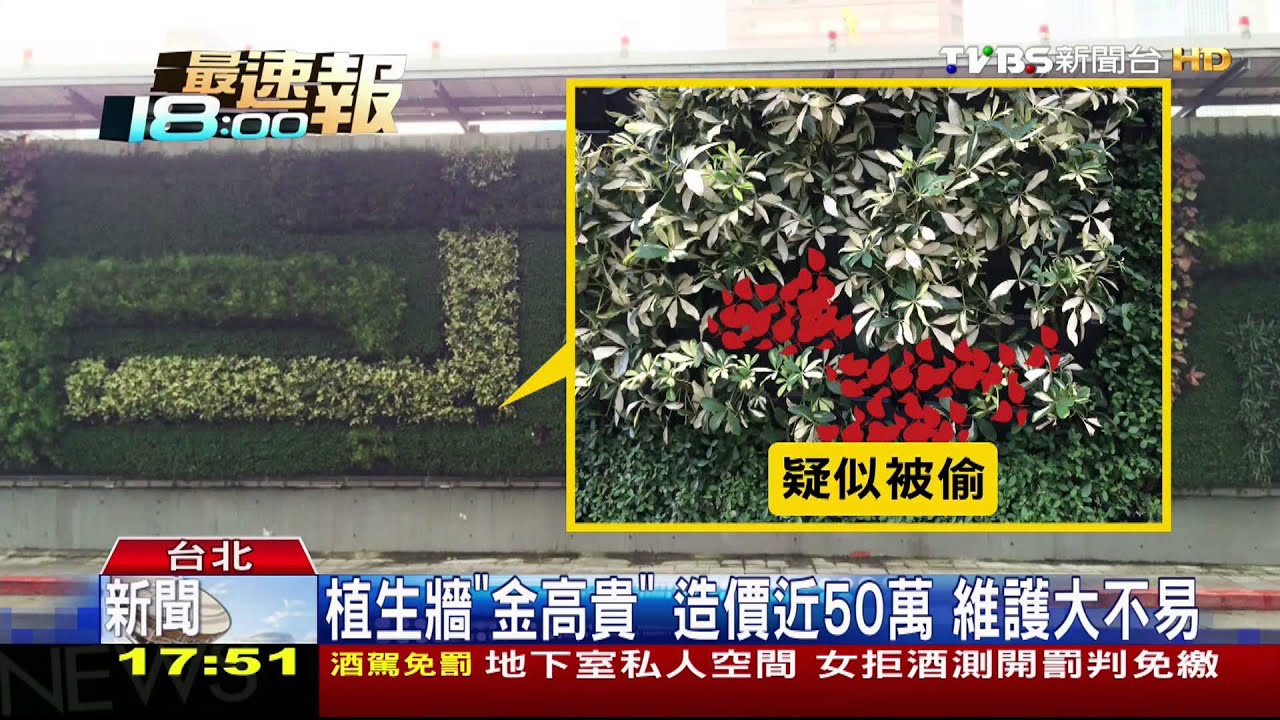 工地植生牆「破大洞!」 男子偷草「整盆端走」