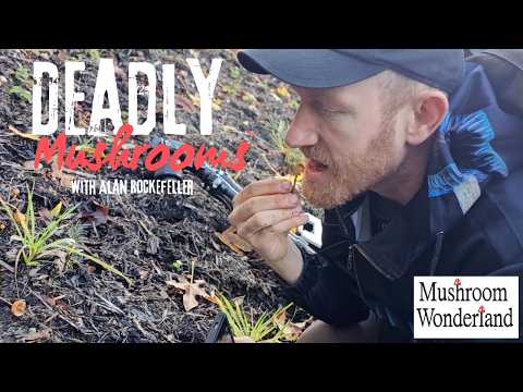 Deadly Mushrooms with Alan Rockefeller